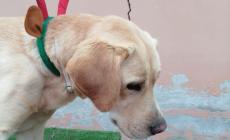 Marley è stato ritrovato e sta bene: lo ha annunciato l'Enpa