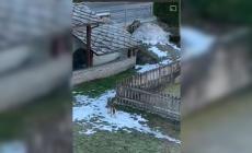 Due lupi si aggirano in paese: preoccupazione ad Arvier