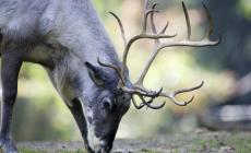 Cucciolo di renna appena arrivato dalla Lapponia si inoltra nel bosco: sbranato nel Modenese