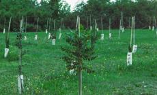 Sorgerà un nuovo bosco urbano di 3 ettari grazie al nuovo accordo sul teleriscaldamento