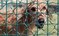 Il canile-gattile è ancora una volta  senza  veterinario