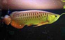 Sequestrato pesce drago, vale fino a 300 mila euro: specie a rischio di estinzione