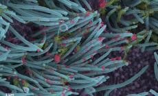 1.598 nuovi contagi a Parma nelle ultime 24 ore. Due decessi