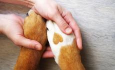 Come va utilizzato  il ghiaccio per una botta alla zampa del cane

