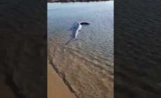 Uno squalo azzurro partorisce in spiaggia 9 cuccioli - il video