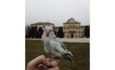 La fuga di Golia, l'inseparabile azzurro, in Giardino: chi l'ha visto?