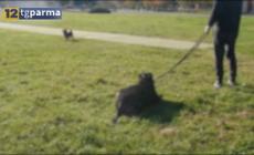 Due cani aggrediti da altri senza guinzaglio: &egrave; allarme tra i proprietari di animali - Video