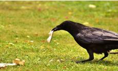 'Reclutati' i corvi per la raccolta dei mozziconi di sigarette