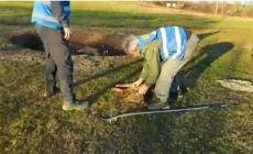 Una lupa investita da un'auto a Bannone di Traversetolo, un lupo ucciso dal treno  - Foto e video