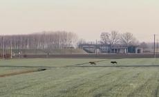 Lupi a passeggio nella Bassa - Video