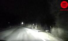 Video-incontro notturno con un meraviglioso esemplare di lupo nel Nevianese