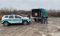 Scoperta una trappola abusiva per la cattura di cinghiali nell'area golenale del torrente Parma