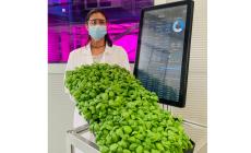 Agricoltura verticale, Alma diventa centro culturale di avanguardia 