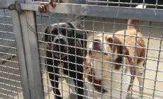 Fecero sopprimere un cane dopo l'aggressione, in tre a processo