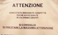 Trovate sospette esche avvelenate in via Primo Groppi: attenzione agli amici a quattro zampe