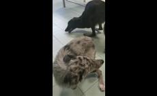 Elisabetta e Margherita, le cagnoline disabili salvate dall'Oipa