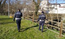 Setacciato il Parco Nord. E il fiuto di Peter fa ritrovare anche mezzo etto di hashish in più nascondigli