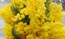 Sequestrati oltre 330 mazzi di mimose vendute abusivamente