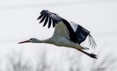 Una splendida cicogna fotografata  a Baganzola - Foto 