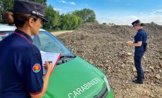 Cavalli, maiali e asini tenuti legati in spazi strettissimi: azienda agricola sanzionata per oltre 9000 euro
 