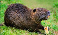 Colorno, vietato dare da mangiare alle nutrie