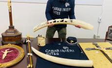Maxisequestro a Mercanteinfiera: scovati 172 preziosi oggetti in avorio, undici denunciati 