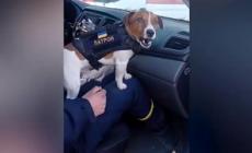 Ucraina: ecco Pallottola, il cane antimine dell'esercito - Video