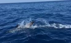 La “danza acquatica” dei delfini a Lampedusa  e l’emersione di una balena - Video