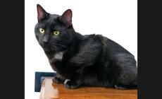Si rifiuta di restituire il gatto in custodia e viene denunciata 