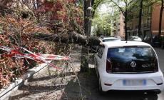 Alberi caduti, vetri infranti e coperture volate via. A Parma tratto di via Langhirano chiuso fino a sera. Un'auto colpita da un grosso ramo in via 7 Fratelli Cervi - Foto