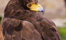 Spettacolo di falconeria al Castello di Tabiano