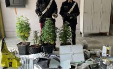 Nell'antibagno una serra per coltivare marjuana e in camera la scorta di droghe: 22enne denunciato