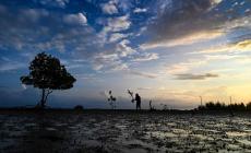 Terra sempre più calda, un milione di specie a rischio
