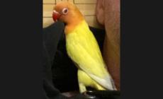 Inseparabile smarrito a Parma: chi l'ha visto?