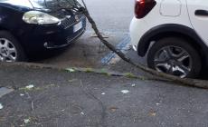 Viale Barilla, ramo caduto  su un'auto. "Ed &egrave; ancora l&igrave;, e ce ne sono altri pericolanti"