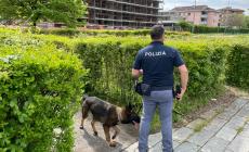 Parco Ducale e Parco Falcone e Borsellino: dai cespugli spunta la droga