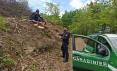 Controlli nei boschi sui tagli forestali: una decina di multe nel Parmense