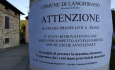 Riano,  cane trovato morto per avvelenamento. E' allarme bocconi