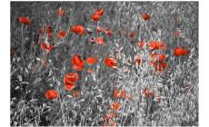 La magia dei papaveri a Vicofertile - Foto