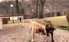 Una nuova casa per Marley e Olivia
