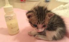 Sabato 21 il corso per balie per svezzare i gattini