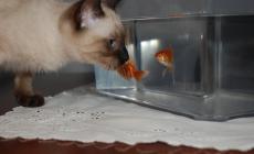 In Italia dopo il lockdown boom degli animali d'affezione
