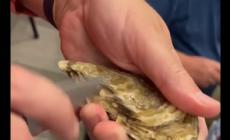 Come aprire le ostriche: Maurizio Manno lo spiega ai lettori di gazzettadiparma.it - Video
