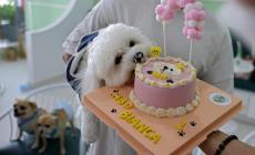 Anche i cani sono ricchi a Dubai: primo compleanno del primo bar per soli cani - Foto 