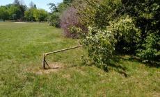 Parco Ferrari: già vandalizzati i nuovi alberelli - Foto
