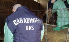 Carenze igieniche nei box dei bovini, nella sala mungitura o nei locali dell'allevamento: nel Parmense quattro diffide dei Nas 
