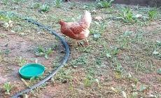 Sorbolo, chi ha perso una gallina?