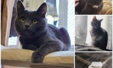 Gatto smarrito in via Toscana: chi l'ha visto? 