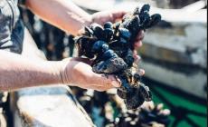 Mare troppo caldo, a La Spezia le orate fanno strage di cozze
