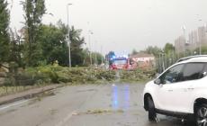 Piante secolari sradicate, tetti distrutti: interventi nella Bassa, nei comuni della Pedemontana e in città - Gallery